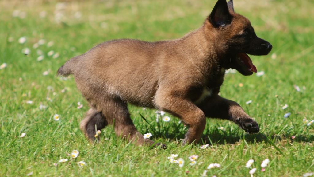De La Combe Du Guet Apens - Chiots disponibles - Berger Belge