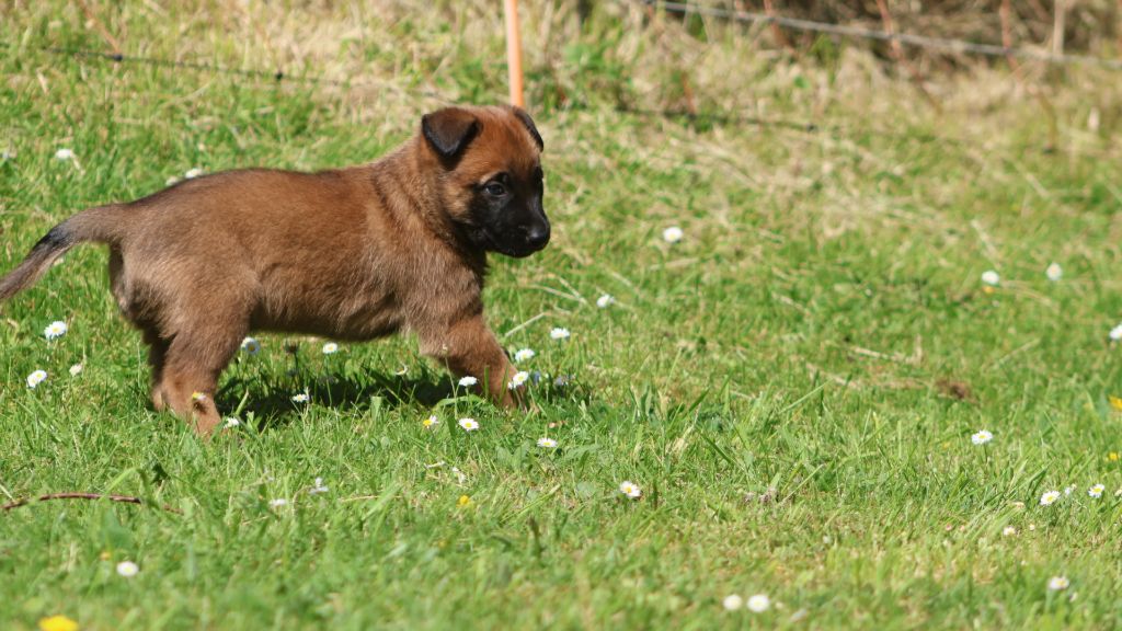 De La Combe Du Guet Apens - Chiots disponibles - Berger Belge