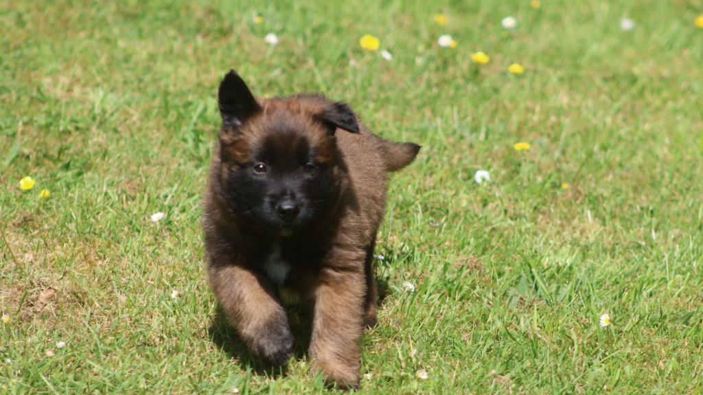 De La Combe Du Guet Apens - Chiots disponibles - Berger Belge