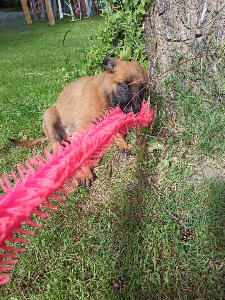 De La Combe Du Guet Apens - Chiots disponibles - Berger Belge