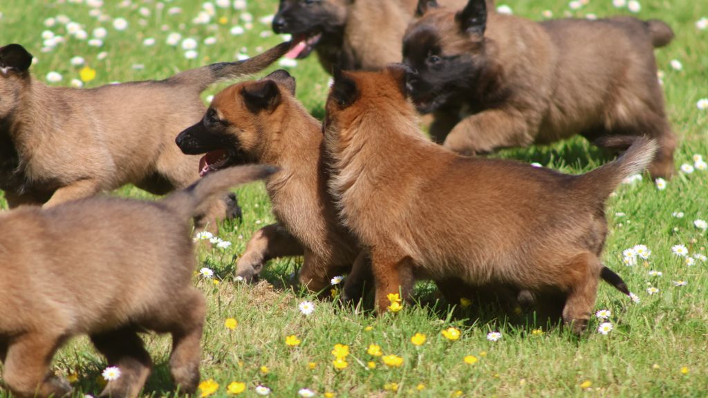 Chiot Berger Belge De La Combe Du Guet Apens