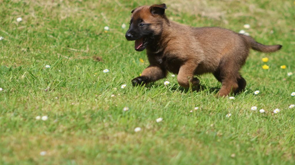 De La Combe Du Guet Apens - Chiots disponibles - Berger Belge
