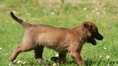 CHIOT 6