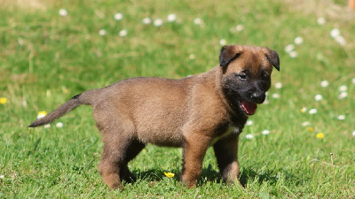 CHIOT 3