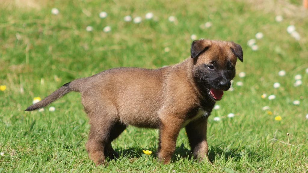 De La Combe Du Guet Apens - Chiots disponibles - Berger Belge